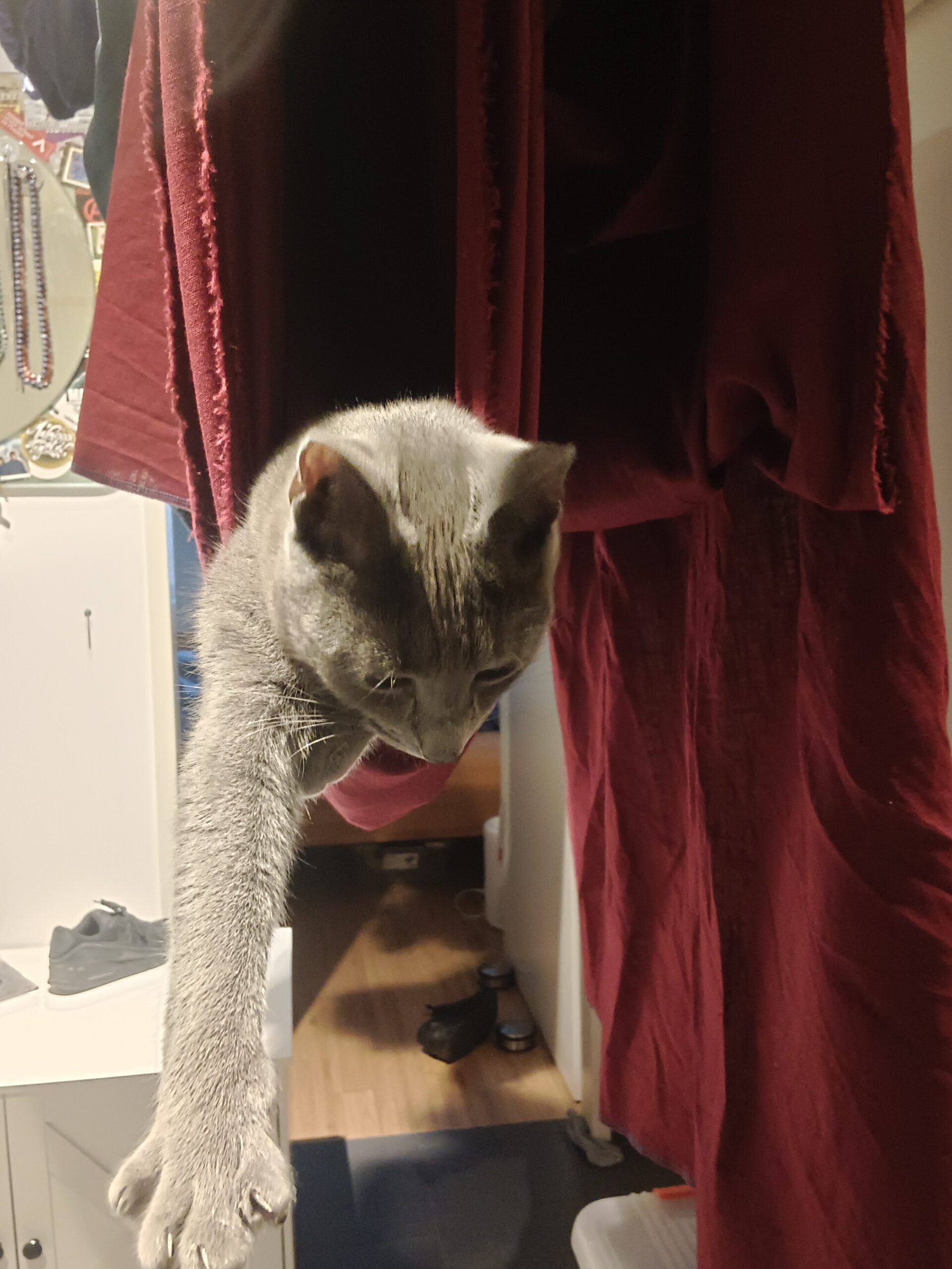 Stoff beim Trocknen mit Katze die ihn als Hängematte verwendet