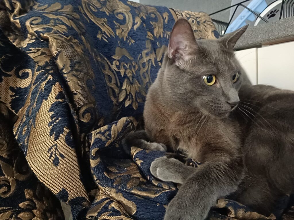 Kater liegt auf dem Stoff für die Giornea vorm Zuschnitt
